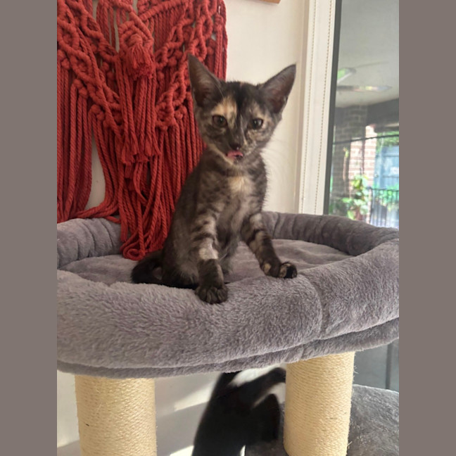 Photo of Matilda Meet Me@Petstock Hastings Store 17/5