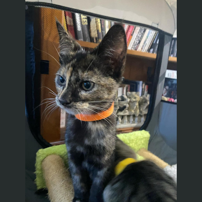 Photo of Smudge (K61)