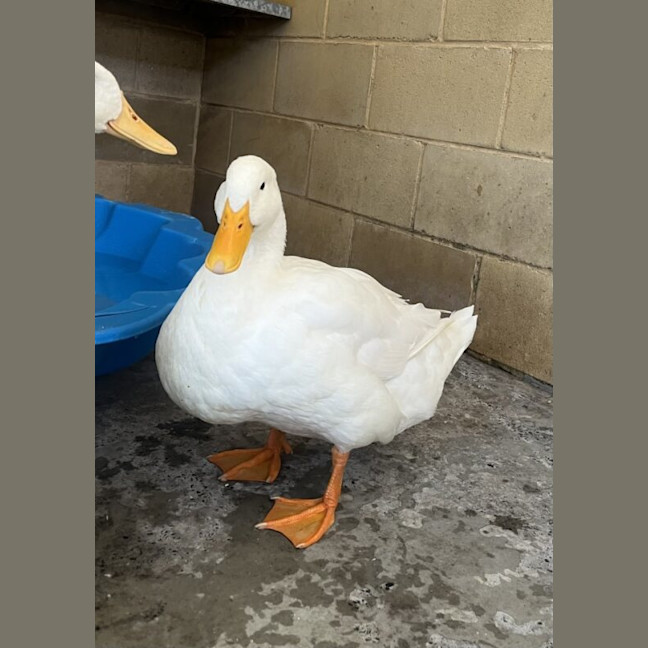 Photo of Marshmallow