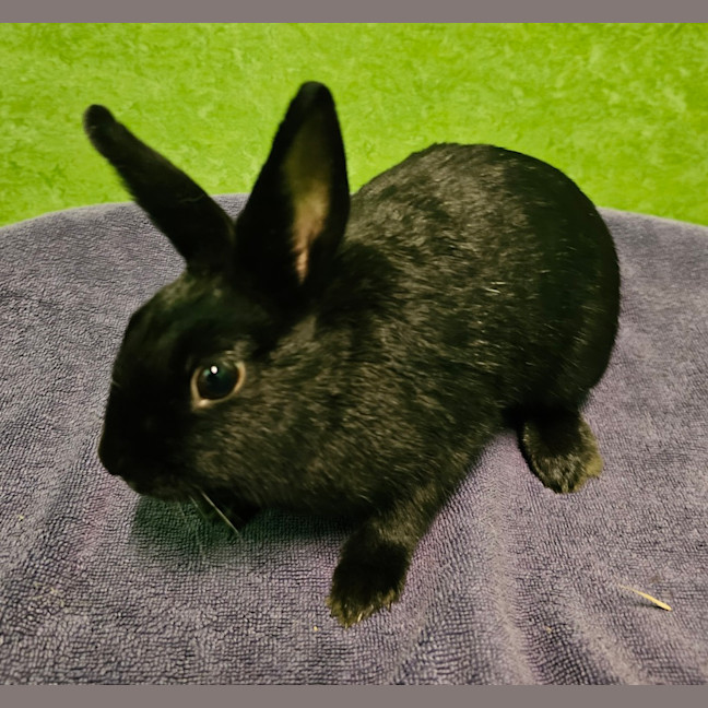 Photo of Pepper (Bonded To Ember)