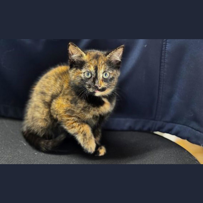 Photo of Zambi