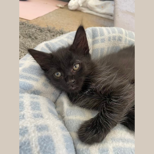 Photo of Teddy