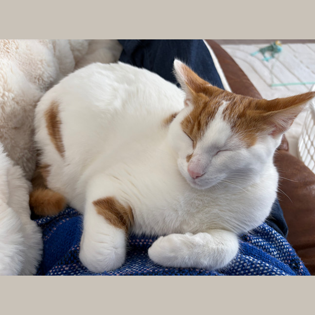 Photo of Taco