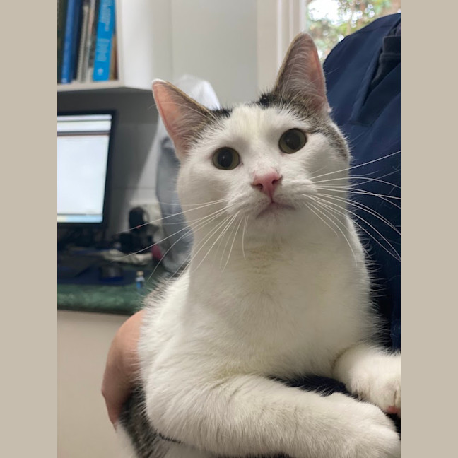 Photo of Cosmo