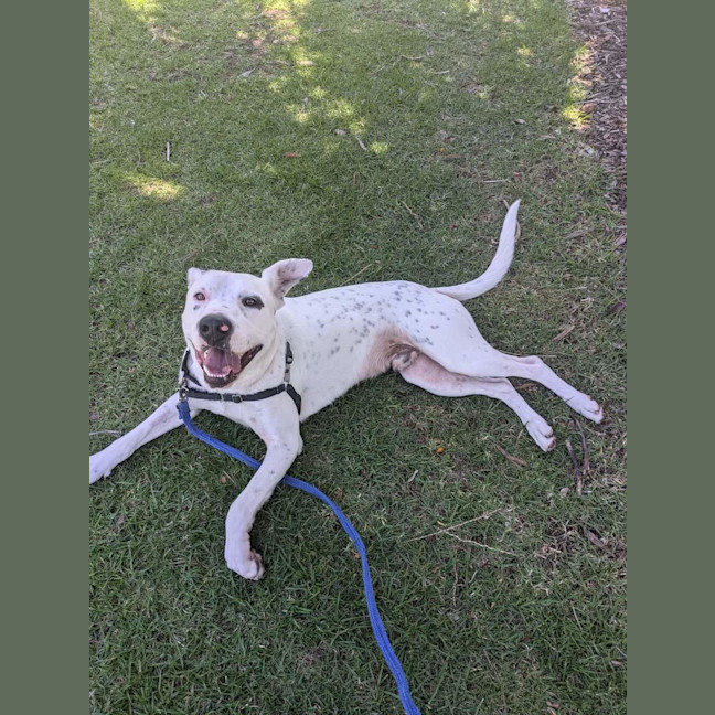 Photo of Bibi
