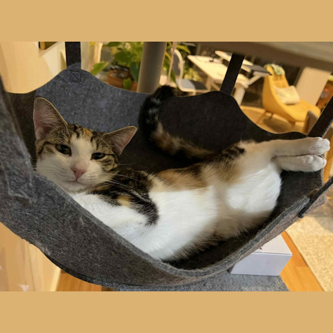 Photo of Emmy   Located In Northcote