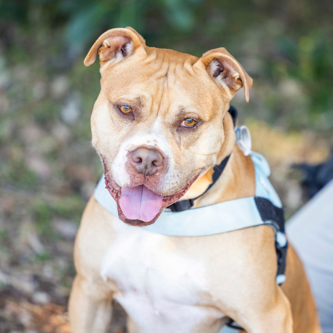 Photo of Butch