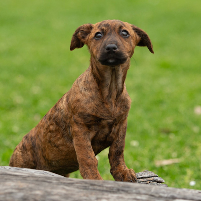 Photo of Tilly