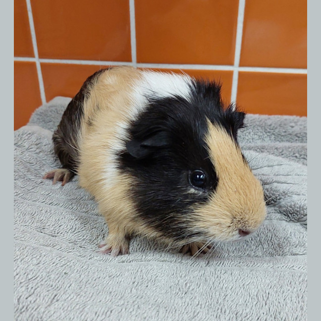 Photo of Jaffa