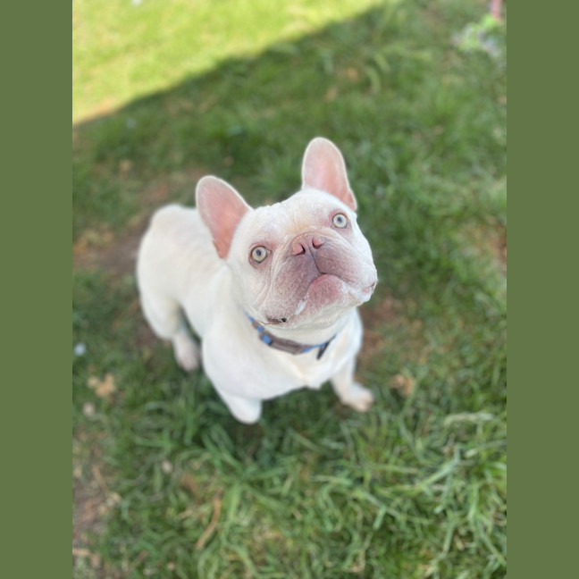 Photo of Taro