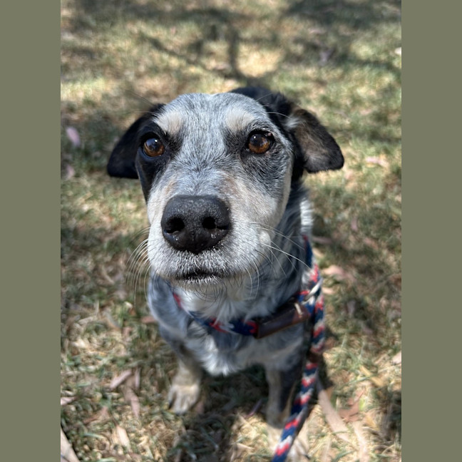 Photo of Ollie