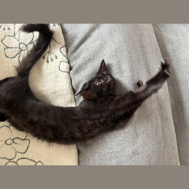 Photo of Jiji