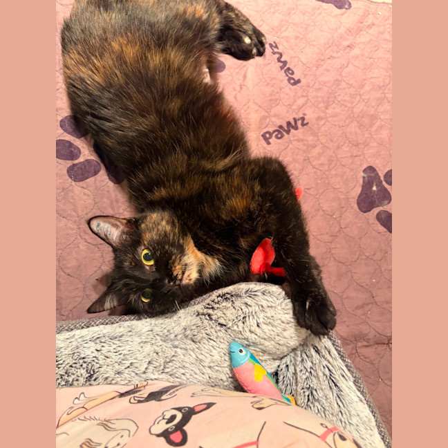 Photo of Lacey