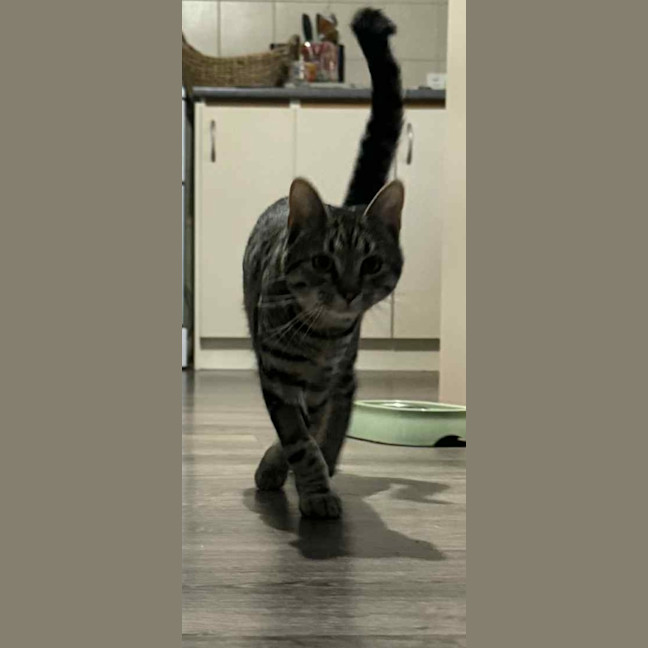 Photo of Ziggy 