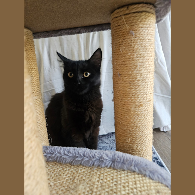 Photo of Cleo
