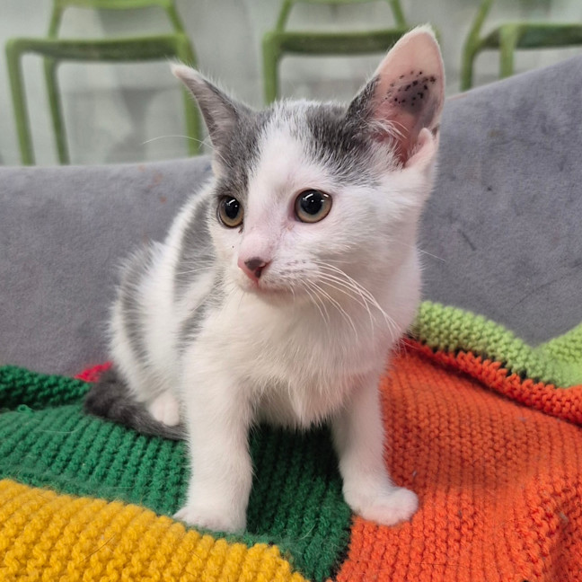Photo of Pua