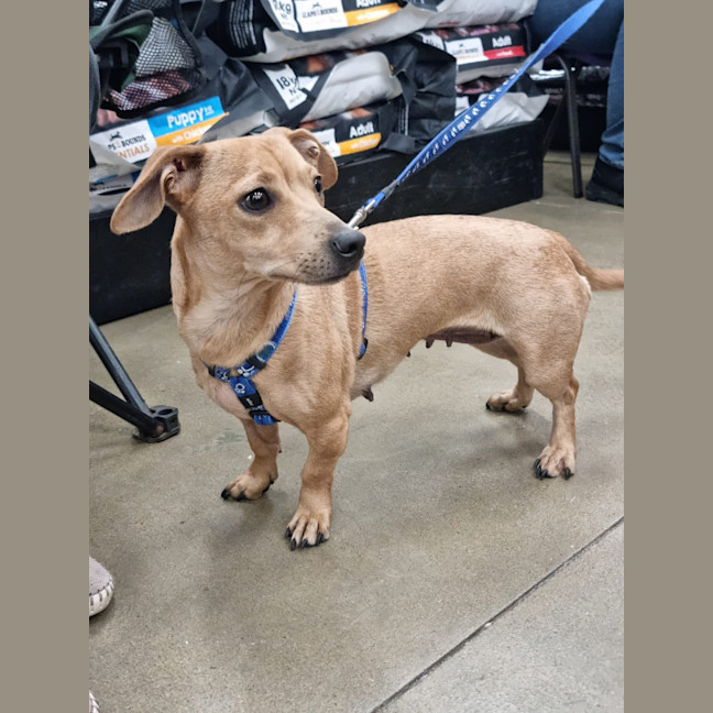 Photo of Honey