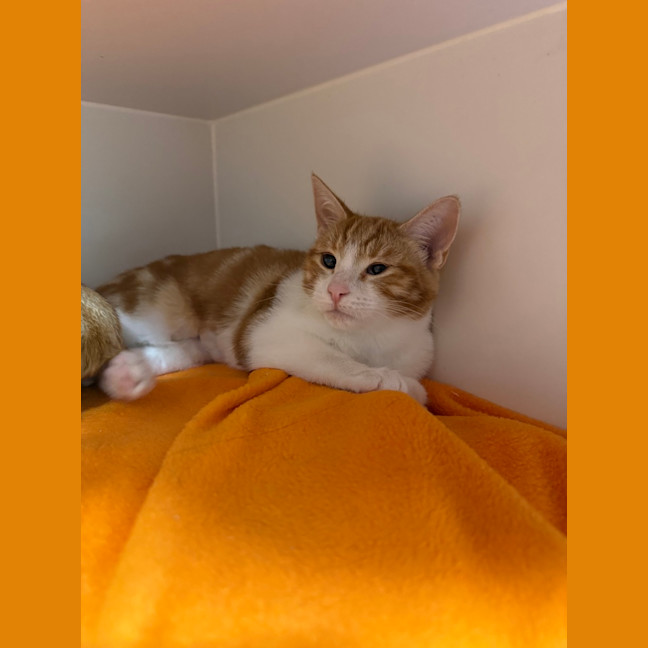Photo of Olive