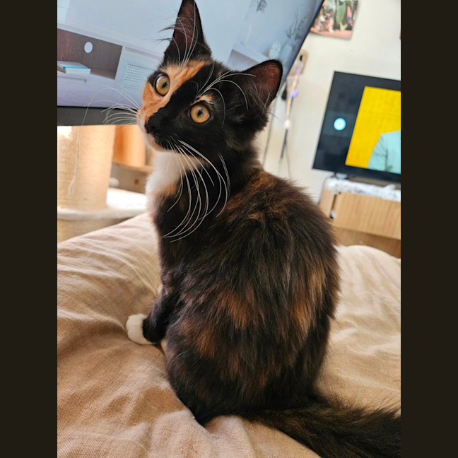 Photo of Embra