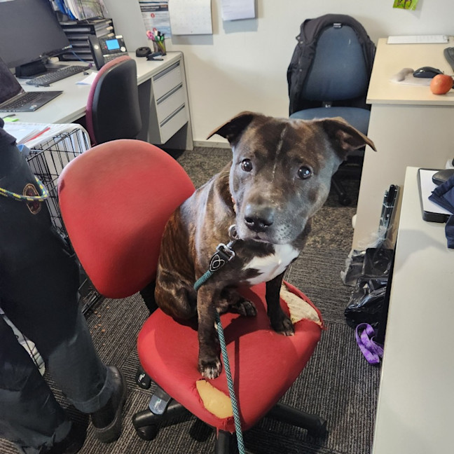 Photo of Vinnie (66557)