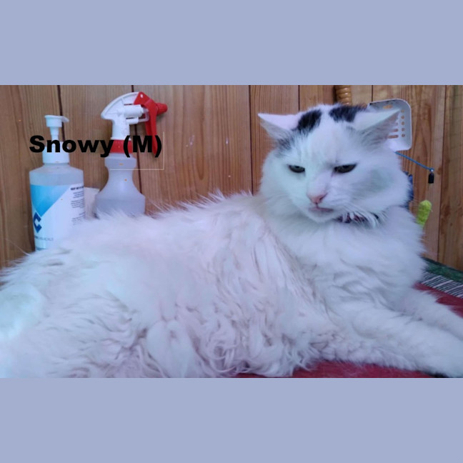 Photo of Snowy
