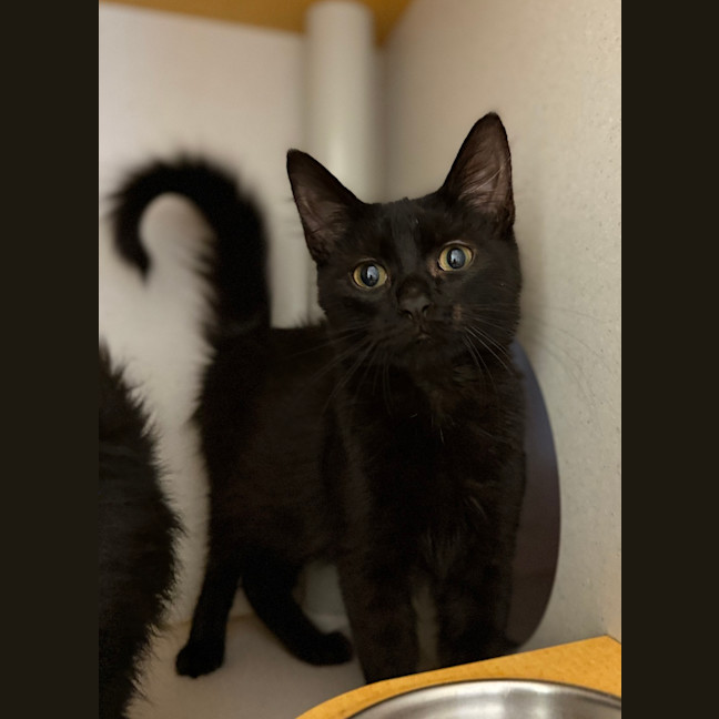 Photo of Mojo