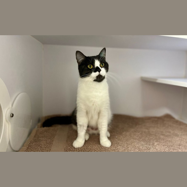Photo of Cookie