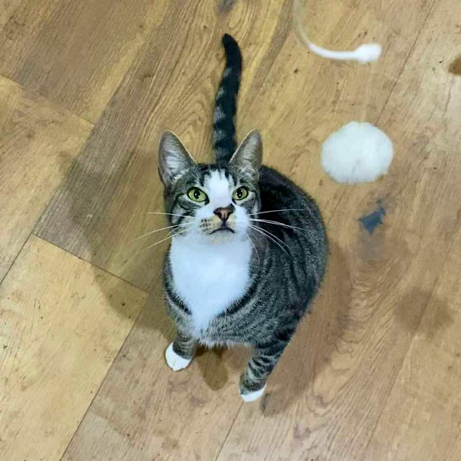 Photo of Blitzen   Located In Bacchus Marsh