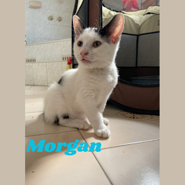 Photo of Morgan