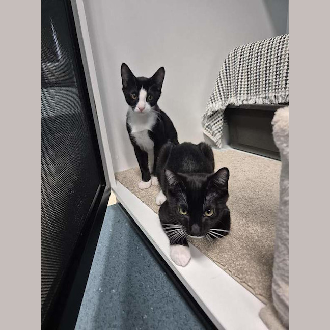 Photo of Pongo