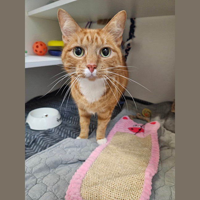Photo of Pepper