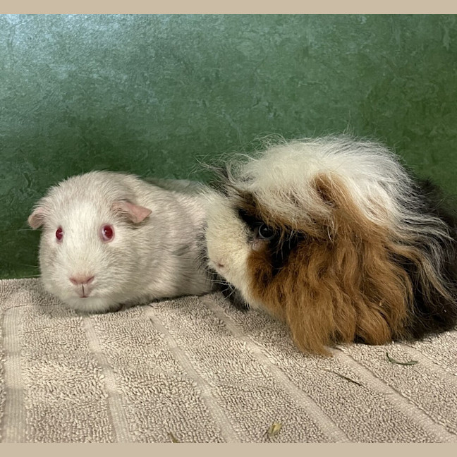 Photo of Brie (Bonded To Pip)