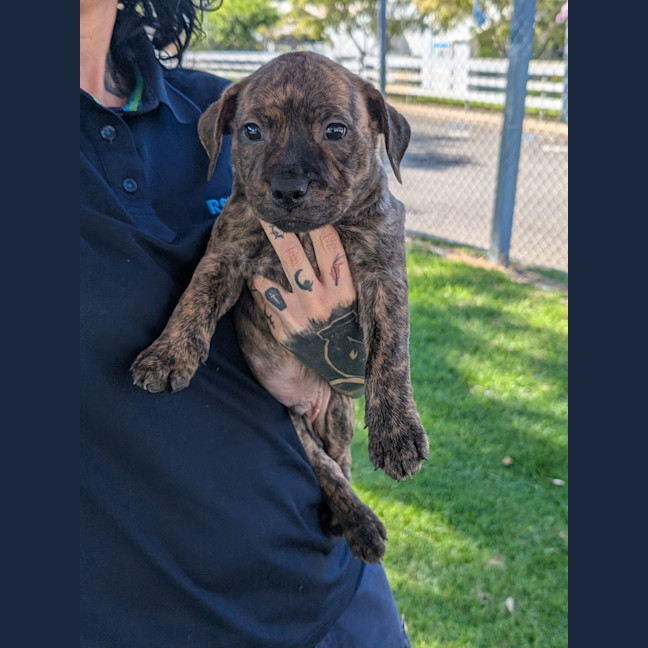 Photo of Chase