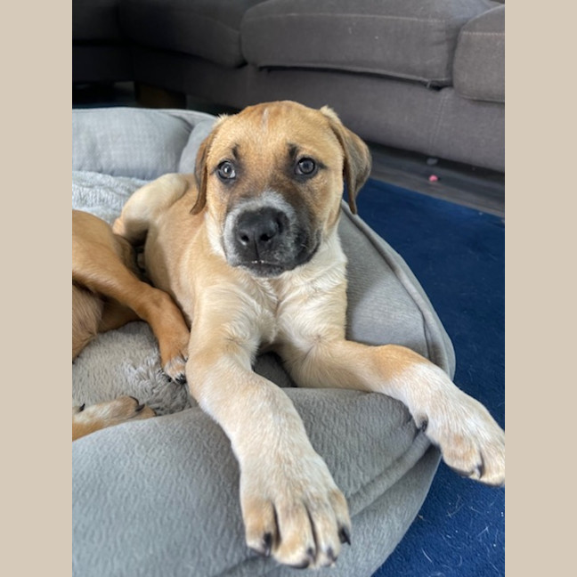 Photo of Barney   8 Week Old Mastiff X (Trial)