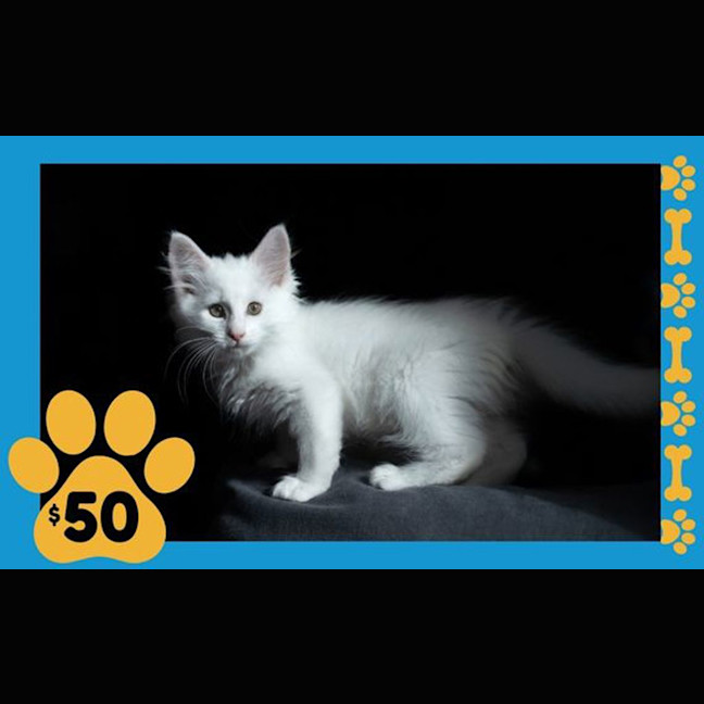 Photo of Khaleesi