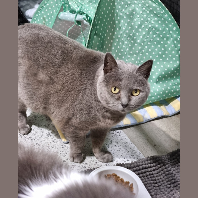 Photo of Rosie