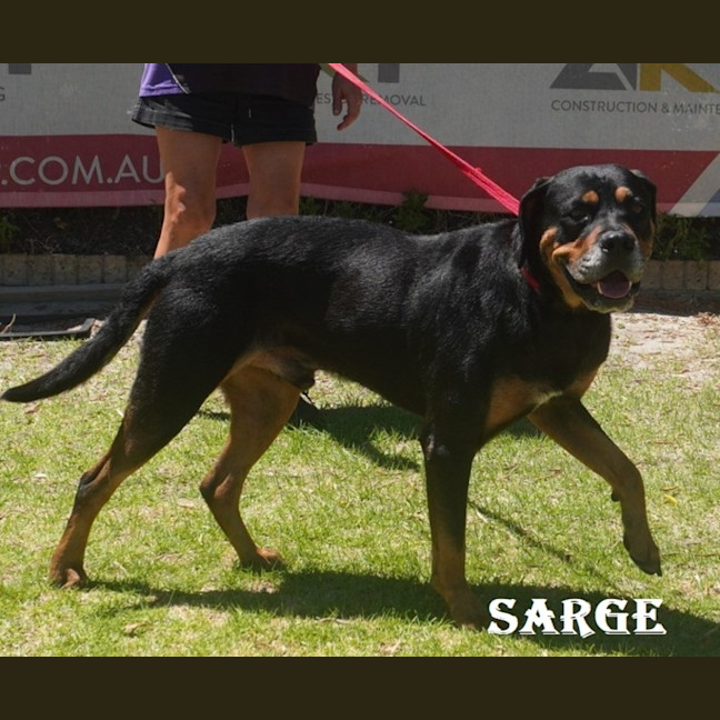 Photo of Sarge