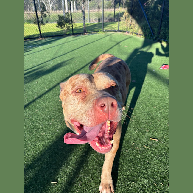 Photo of Calico Imp 1227