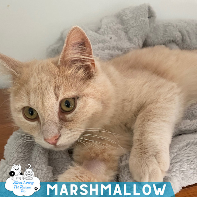 Photo of Marshmallow