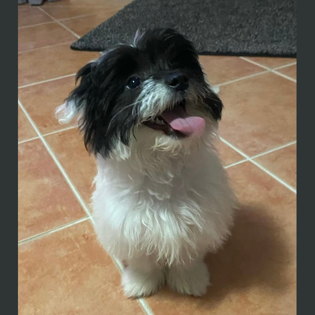 Photo of Pippa ❤️🐾
