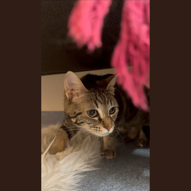Photo of Honey