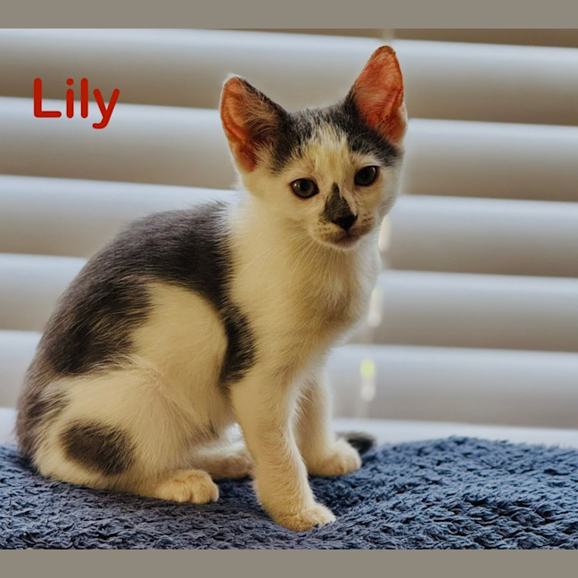 Photo of Lily