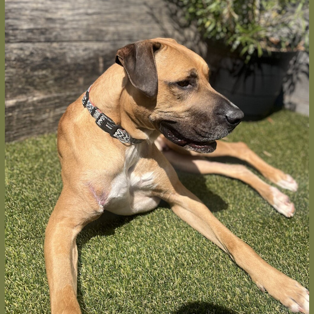 Photo of Hank