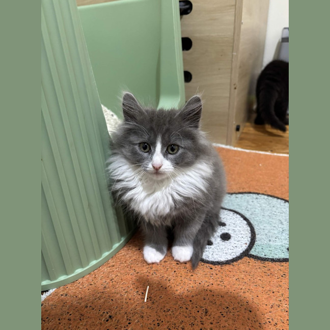 Photo of Sprinkles