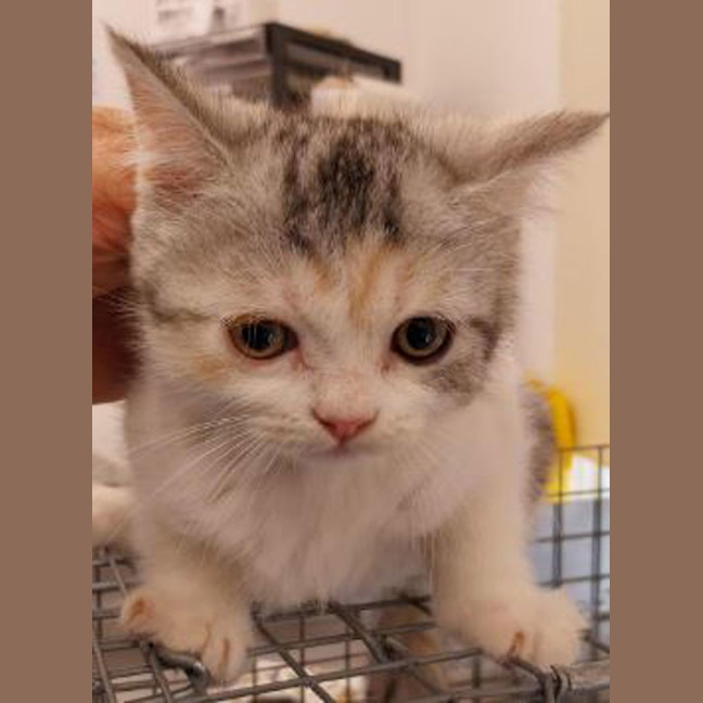 Photo of Leeland The Lime