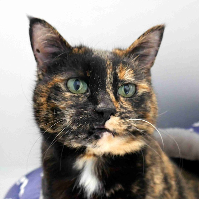 Photo of Pippi Sta015364