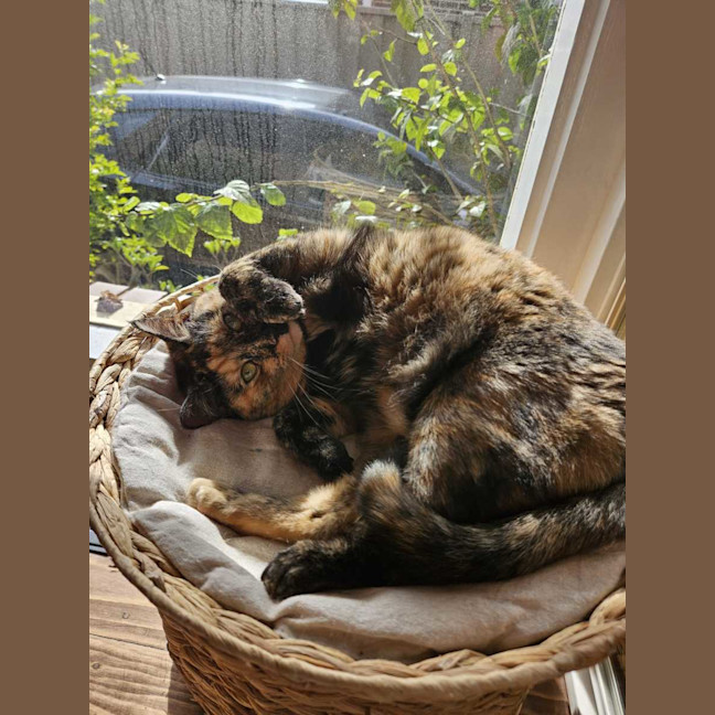 Photo of Chia ( Chi Chi ) 