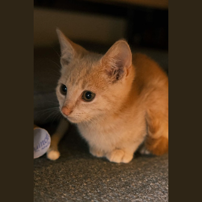 Photo of Claratyne