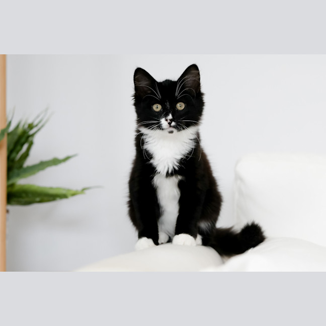 Photo of Mavis