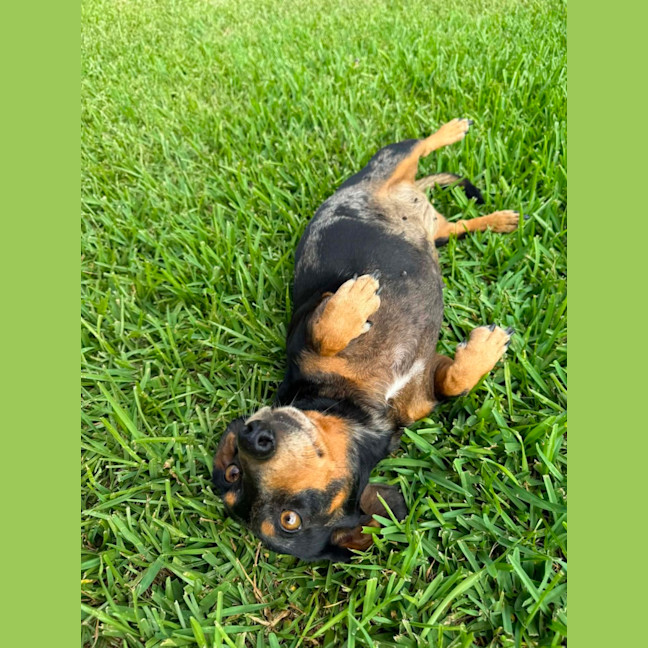 Photo of Ruby And Oreo